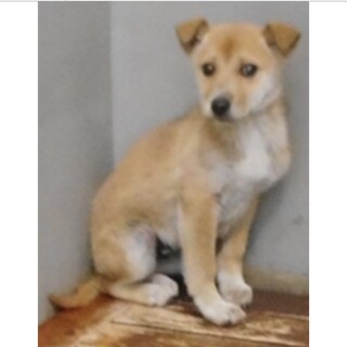 子犬♂茶白　保護団体様より引出し