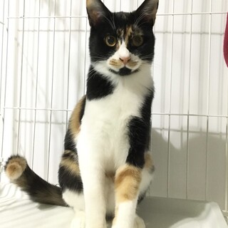 ちゅーる大好き★すあま♀