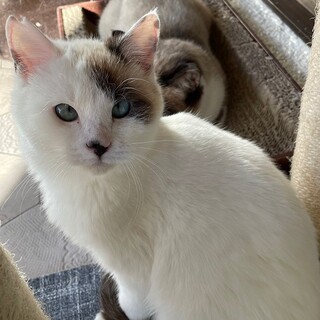 【3/13東銀座】わさびくん5ヶ月半♪