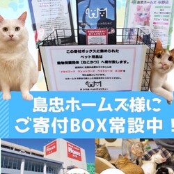 保護猫譲渡会inニトリホームズ宮原店 サムネイル2