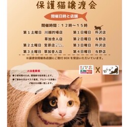 保護猫譲渡会inニトリホームズ宮原店 サムネイル3