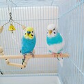 文鳥の兄弟(決定)･セキセイインコ(交渉中)
