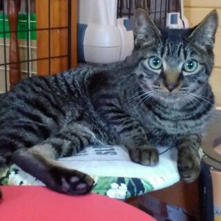 【子猫】元気なキジトラ！リオくん