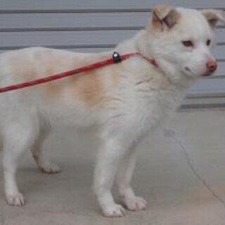 童顔で可愛い♡リコちゃん