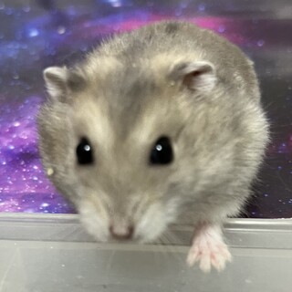 ジャンガリアンハムスター