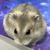 ジャンガリアンハムスター サムネイル2