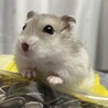 ジャンガリアンハムスター サムネイル3