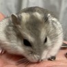 ジャンガリアンハムスター サムネイル4