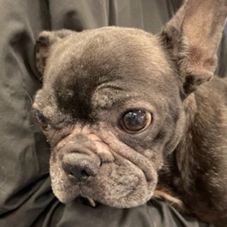 フレンチの女の子