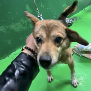 里親様決定しました！ありがとうございました✨✨