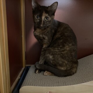 サビ猫　かえでちゃん