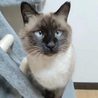 【タンタン】抱っこ大好き。甘えん坊。