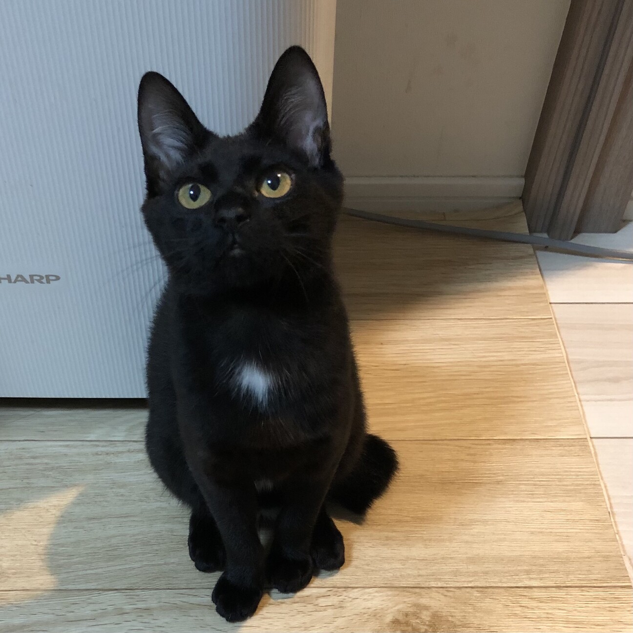 ふわふわ黒の子猫 神奈川県 猫の里親募集 ペットのおうち 月間利用者150万人