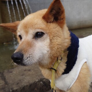 マイペースなシニア女子☆柴MIX