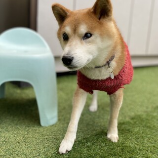 性格抜群❤︎柴犬のうり坊❤︎