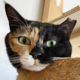 個性的な三毛猫の女の子＊ミカちゃん推定8歳