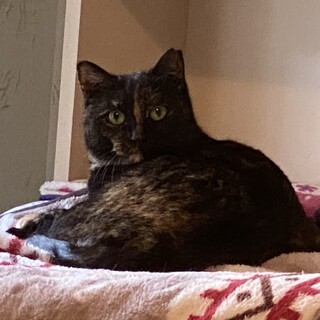 鼻筋の通ったサビちゃん