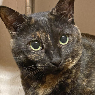 スリスリ甘えん坊なもこちゃん＊サビ猫・推定6歳