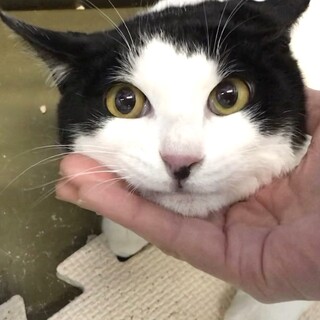 飼い主の事情により収容されました