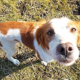 かわいいブリタニースパニエルの女の子