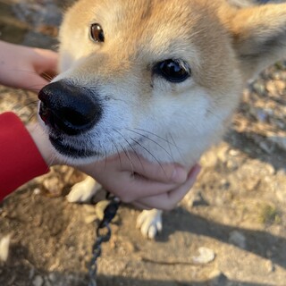 小さめ柴犬女の子ハンディあり