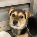 野犬子犬のこもりちゃん→トライアル中！