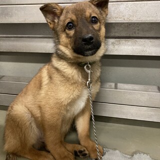 人に興味がある野犬子犬メンマ君→トライアル中