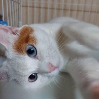 茶白仲良し5兄妹のお母さん