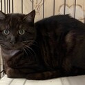 シマがうっすら入ったエンゼルマークの黒猫