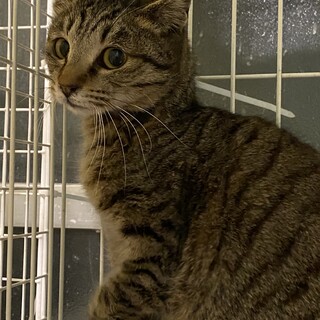 おとなしいキジトラ