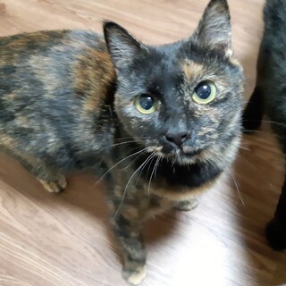 【サブリナ】人懐っこくて甘えん坊