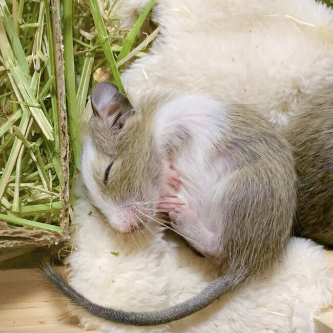 でぐころのカバー写真