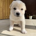 生後1ヶ月の中型犬♂「 モナカ 」