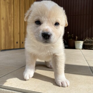 生後1ヶ月の中型犬♂「 モナカ 」