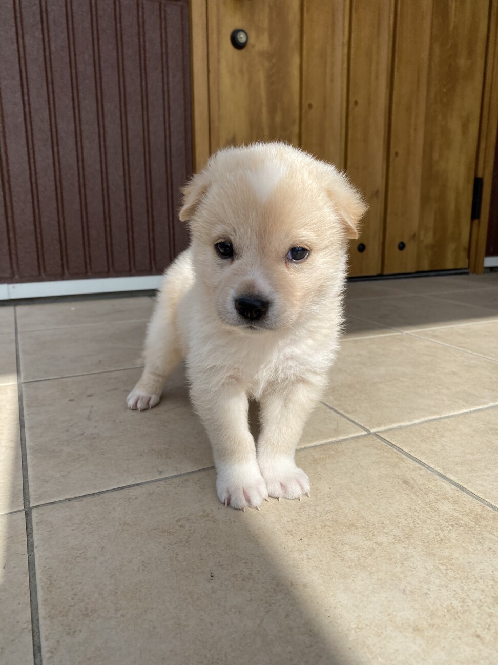生後1ヶ月の中型犬 広島県 犬の里親募集 ペットのおうち 月間利用者150万人