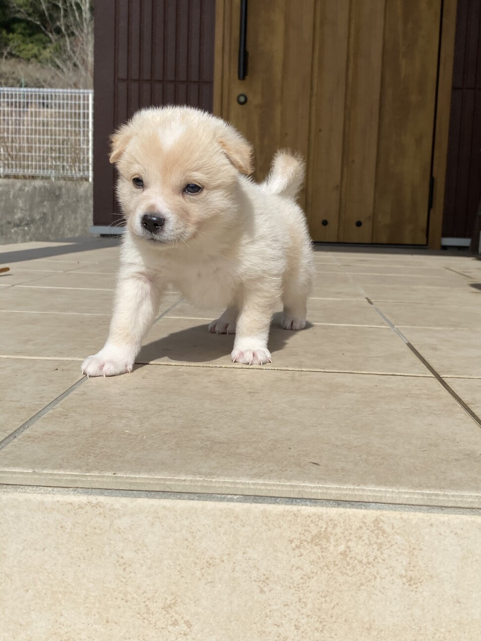生後1ヶ月の中型犬 広島県 犬の里親募集 ペットのおうち 月間利用者150万人