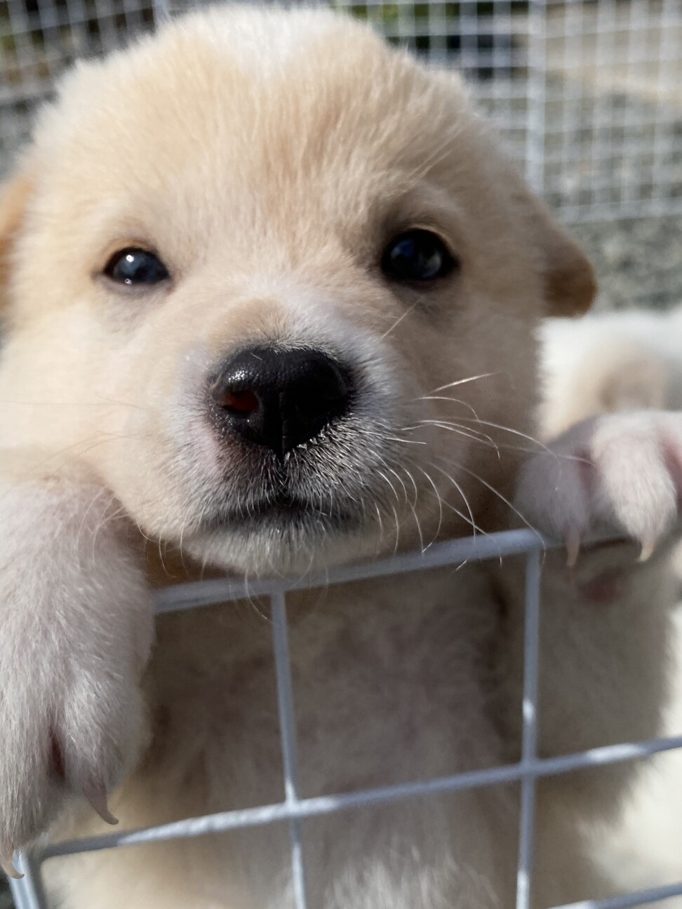 生後1ヶ月の中型犬 広島県 犬の里親募集 ペットのおうち 月間利用者150万人