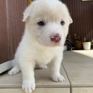 生後1ヶ月の中型犬♀「 モウ 」