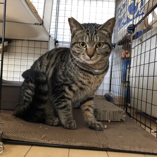 きじ男の子  さんくん