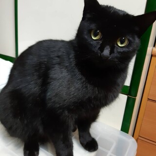 庭に子猫達を連れて来たお母さん猫！！