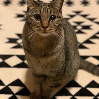 とても優しい性格の『フー君』1歳、里親募集中