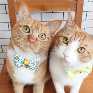 あま甘えん坊兄弟『たまご&れもん』くん！茶白子猫