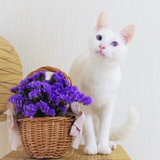 ★一時停止中★おっとりかわいい❁しらたまちゃん