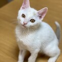 お目目が大きいナッツ