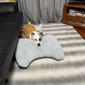 ユニークな柄のラッシーくん♡4ヶ月去勢手術済み