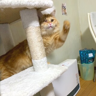 クラシック★ファミリー５