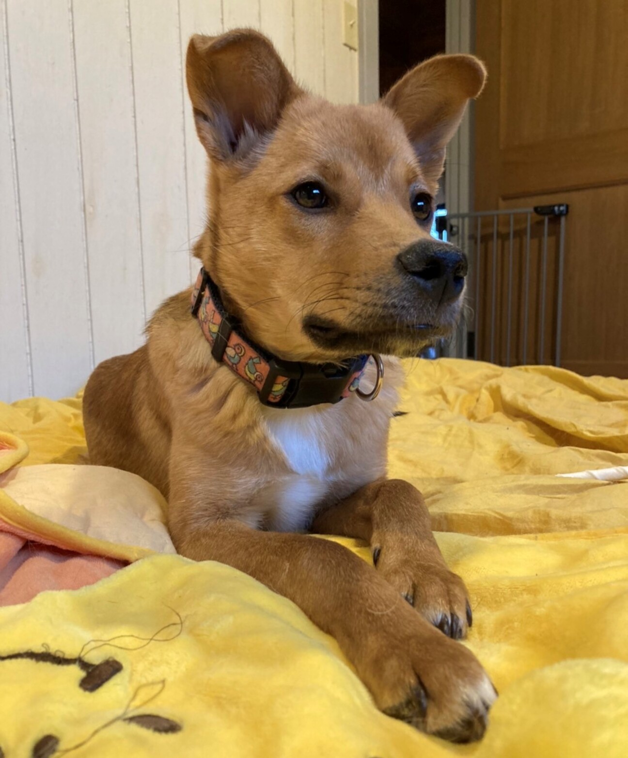 お茶目な子犬 クルミちゃん 栃木県 犬の里親募集 ペットのおうち 月間利用者150万人