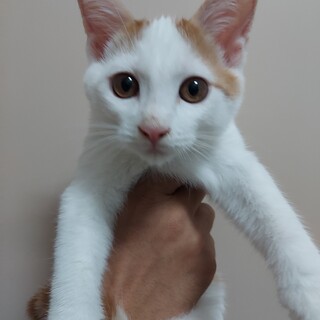 茶白5兄妹 ビスコくん