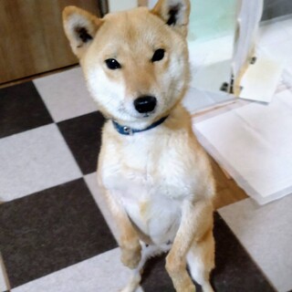 柴犬　きなこちゃん