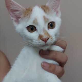 茶白5兄妹 チロルくん